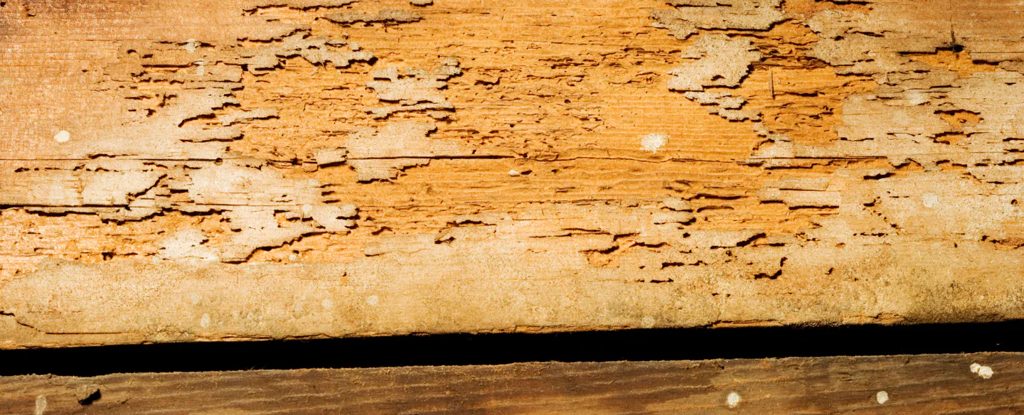 destroyed wood close up reno mv